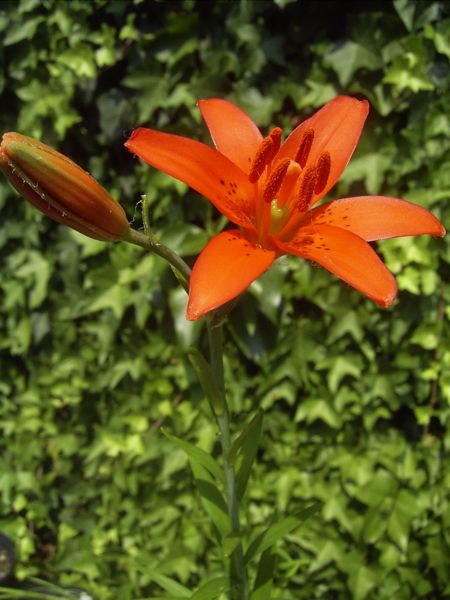 Fil:Lilium concolor.jpg
