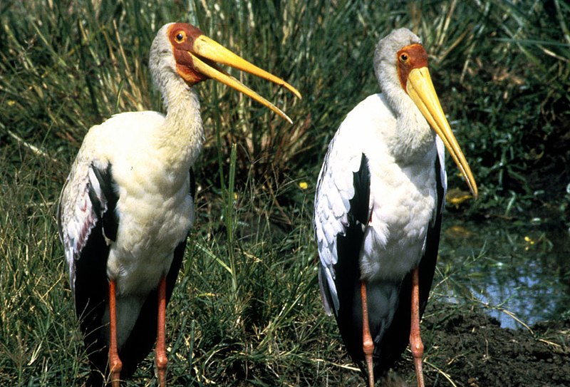 Två adulta afrikanska ibisstorkar