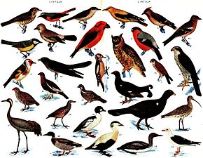 Flera fågelarter finns på biologiska museet