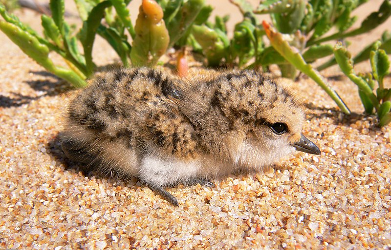 Fil:Red-capped plover chick444.jpg