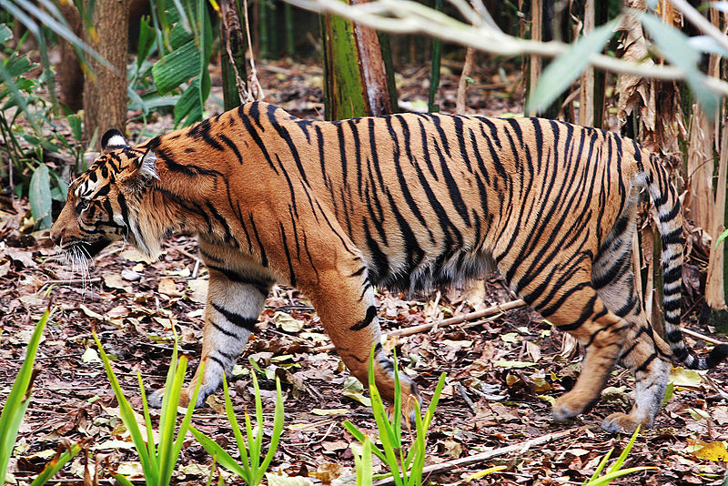 Fil:Tiger - melbourne zoo.jpg