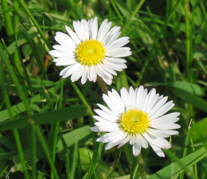 Fil:Bellis perennis 1.jpg