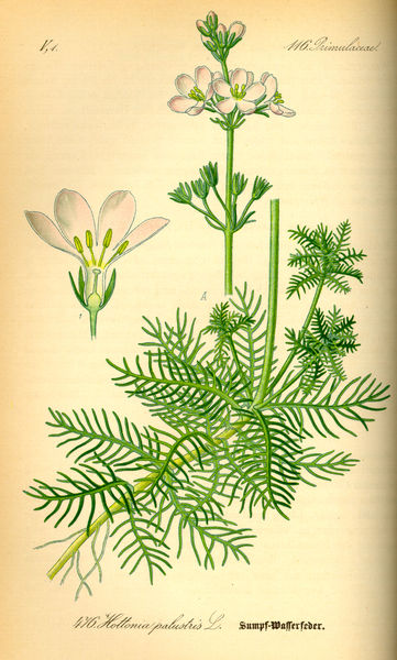 Fil:Illustration Hottonia palustris0.jpg