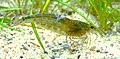 Yamatonuma-Garnele Caridina japonica 060311.jpg