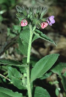 Pulmonaria obscura0 eF.jpg