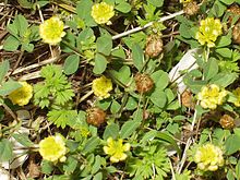 Trifolium campestre eF.jpg