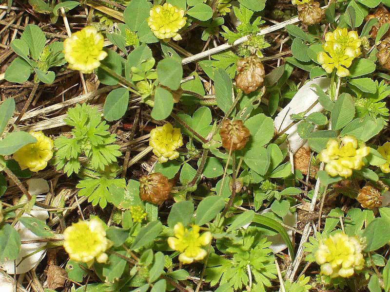 Fil:Trifolium campestre eF.jpg