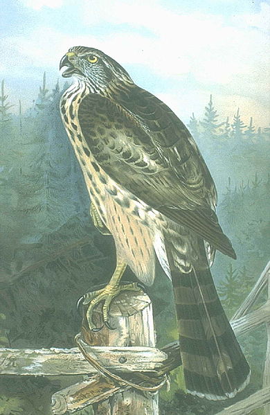 Fil:Accipiter gentilis.jpg