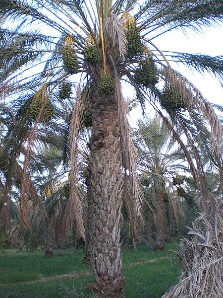 Fil:Deglet-Palm-tree.JPG