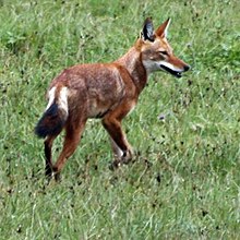 EthiopianWolf1.jpg