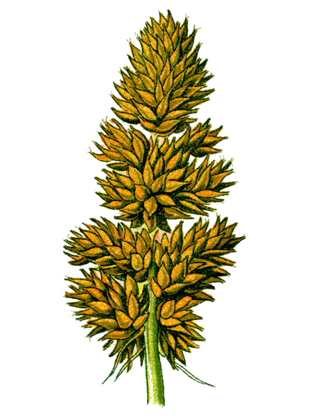 Fil:Part of Carex vulpina.PNG