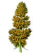 Part of Carex vulpina.PNG