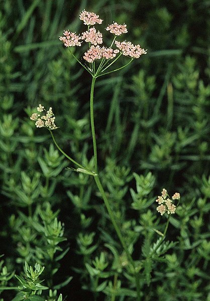 Fil:Pimpinella major ssp rubra eF.jpg