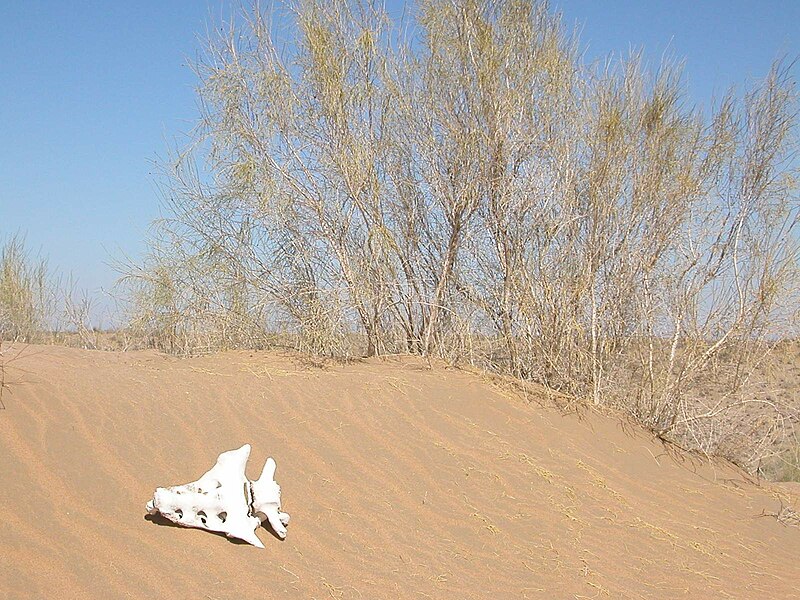 Fil:Sand-dune.JPG