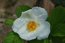 Japansk skenkamelia (S. pseudocamellia)