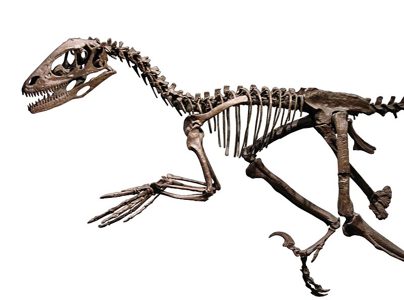 Fil:Deinonychus skeleton FMNH.jpg