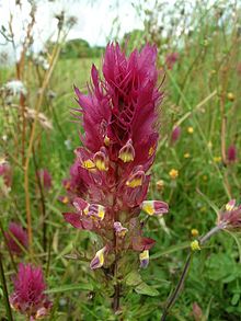 Melampyrum arvense1.jpg