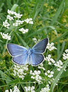 P1010277 Polyommatus amandus.jpg