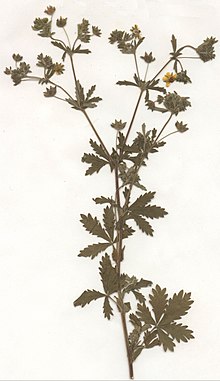 Potentilla intermedia Herbar.jpg