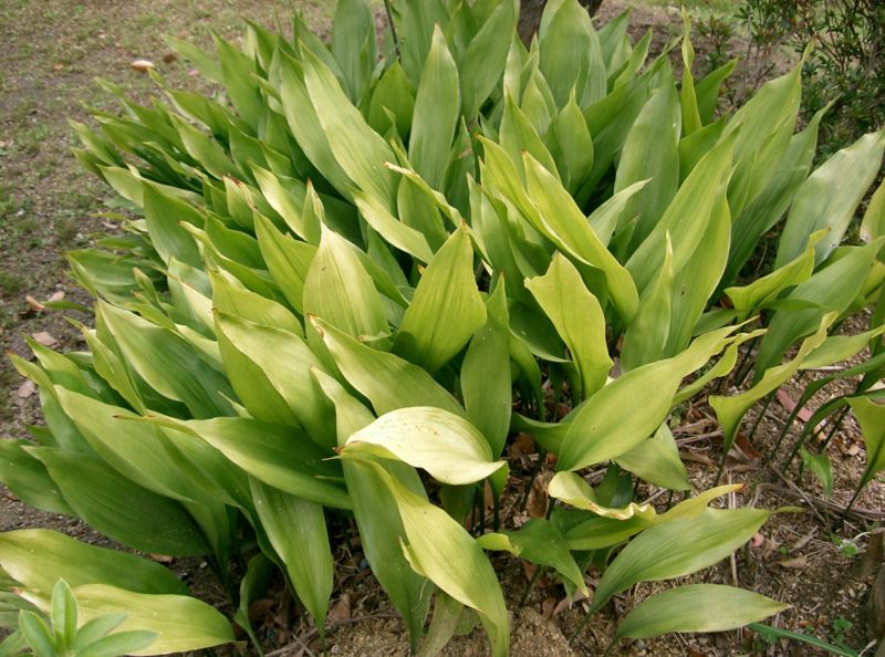 Fil:Aspidistra elatior1.jpg