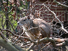 Klippmarsvin (Kerodon rupestris)