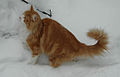 Norwegian Forest Cat in snow.jpg