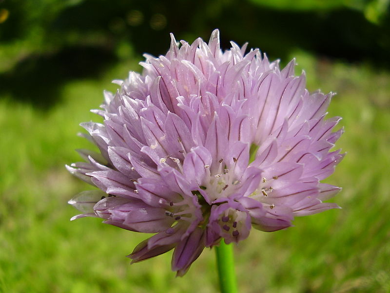 Fil:Allium schoenoprasum.jpg