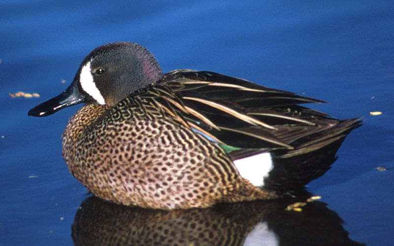 Fil:Bluewingedteal54.jpg