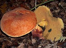 Boletus queletii.jpg