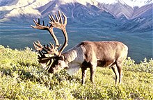 Nordamerikansk ren (caribou, Rangifer t. caribou)
