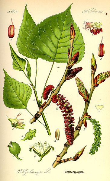 Fil:Illustration Populus nigra0.jpg