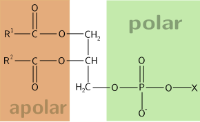 Fil:Phospholipid.svg