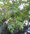 Quercus rubra 1.jpg