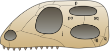 skiss över skallen av ett djur i gruppen Diapsida