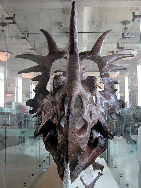 Fil:Styracosaurus.jpg