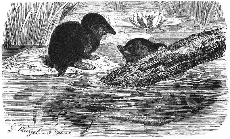 Fil:Wasserspitzmaus-drawing.jpg