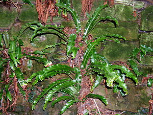 Asplenium scolopendrium.jpg