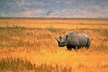 BlackRhino-USFWS.jpg