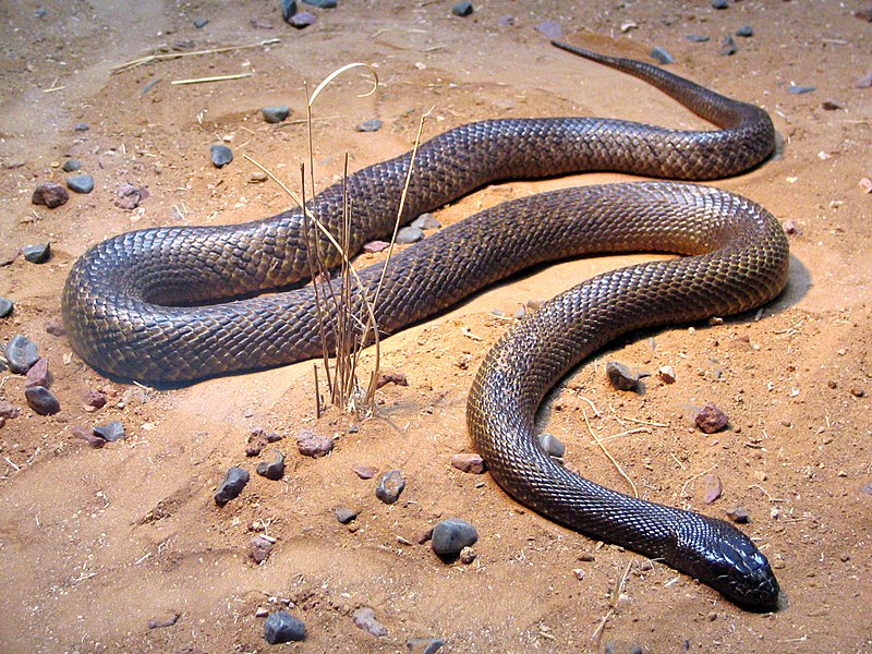 Fil:Fierce Snake-Oxyuranus microlepidotus.jpg