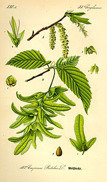 Illustration Carpinus betulus0.jpg