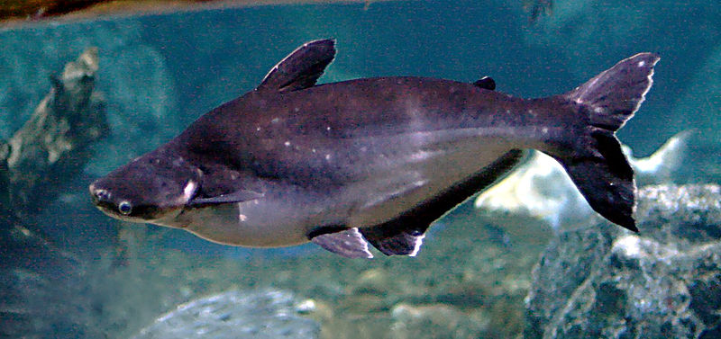 Fil:Iridescent Shark Catfish.jpg