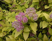 Spiraea japonica.jpg