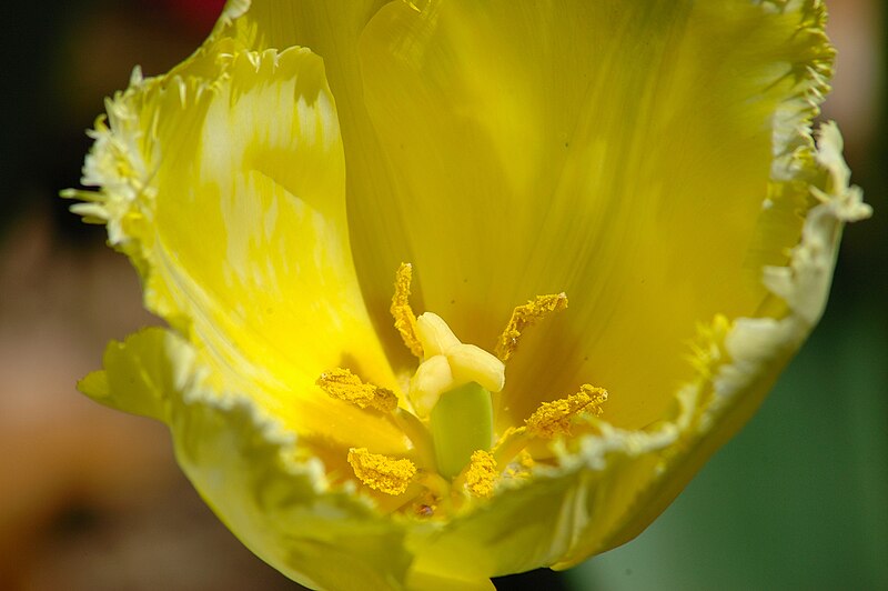 Fil:Yellow Flower.jpg