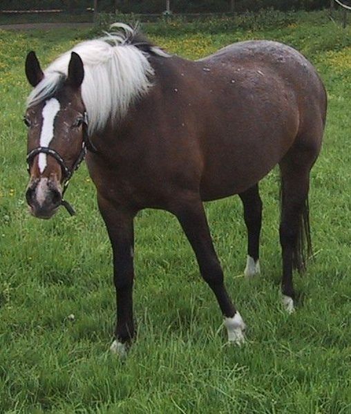 Fil:Appaloosa (Horse).jpg