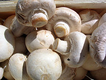 Snöbollschampinjon Agaricus bisporus