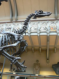 Benbyggnad av Iguanodon från Muséum national d'histoire naturelle i Paris.