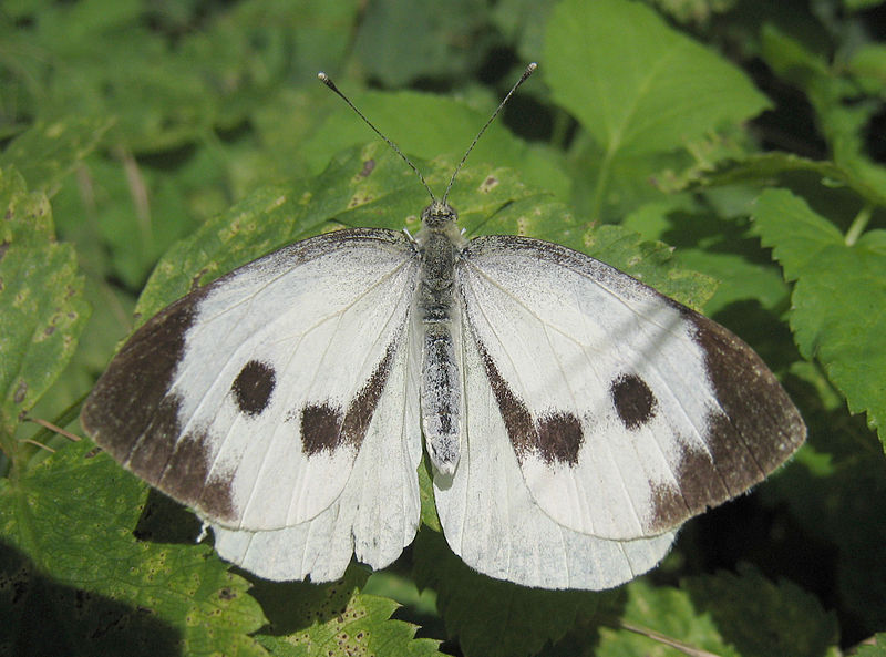 Fil:Large white spread wings.jpg