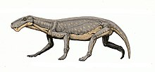 rekonstruktion av Lycaenops som levde i Sydafrika