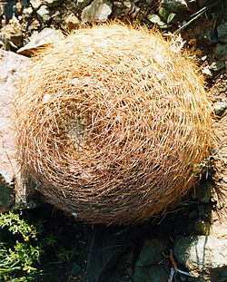 Spiny cactus ball1.jpg