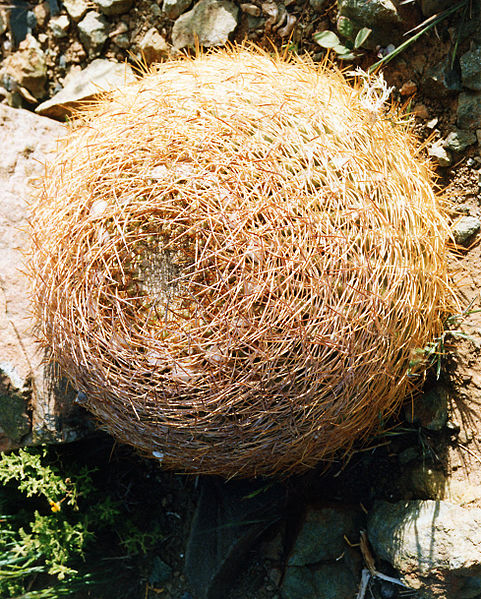 Fil:Spiny cactus ball1.jpg